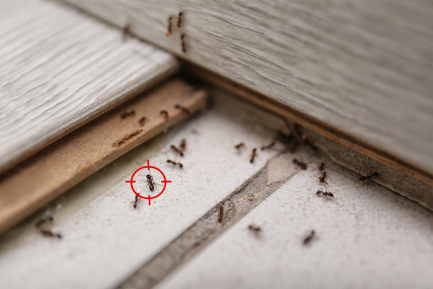 Best Pest Inspection Near Me  in Clever, MO