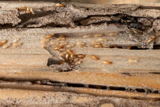 Best Affordable Pest Control Services  in Clever, MO