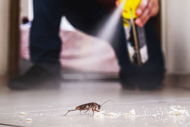 Best Emergency Pest Control  in Clever, MO