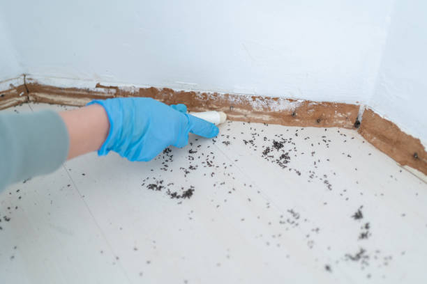 Best Termite Control Services  in Clever, MO